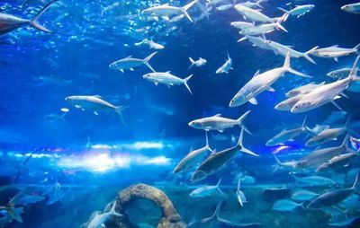 毫州水族館：亳州旅游攻略 全國觀賞魚市場 第1張