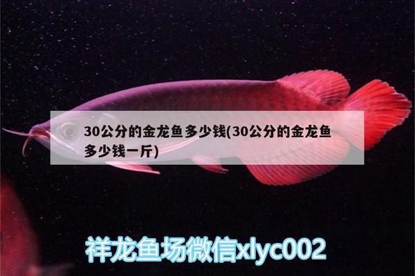 30公分過背金龍魚多少錢一條：30公分的金龍魚價(jià)格在2000元到10000元不等 金龍魚百科 第3張