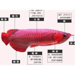 金龍魚疾病預(yù)防方法：如何預(yù)防金龍魚的疾病 金龍魚百科 第3張