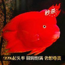 臺(tái)灣觀賞魚批發(fā)市場：臺(tái)灣觀賞魚批發(fā)市場發(fā)展趨勢 全國觀賞魚市場 第9張