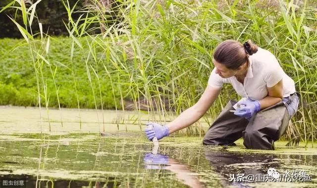 紅龍魚(yú)為什么變黑了：關(guān)于紅龍魚(yú)變黑的問(wèn)題 水族問(wèn)答 第2張