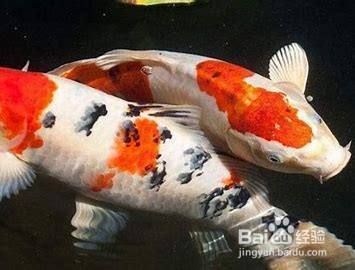 可麗愛魚缸是超白玻璃嗎怎么樣：可麗愛魚缸與其他品牌比較，可麗愛魚缸用戶反饋匯總 魚缸百科 第1張