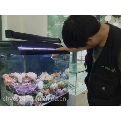 北京水族批發(fā)市場(chǎng)：北京哪里有觀賞魚市場(chǎng) 全國(guó)觀賞魚市場(chǎng) 第1張