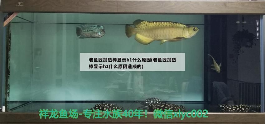 魚(yú)缸加熱棒顯示h1怎么回事：魚(yú)缸加熱棒顯示h1可能有多種原因解決方案和解決方案 魚(yú)缸百科 第5張