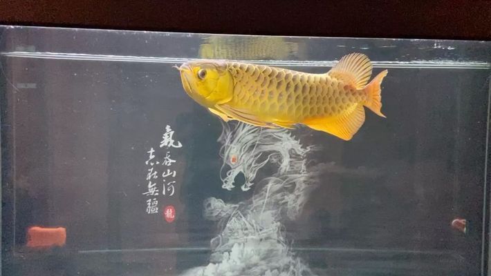 鄂州龍魚(yú)專(zhuān)賣(mài)店：天津金龍魚(yú)公司招聘信息 全國(guó)觀賞魚(yú)市場(chǎng) 第17張