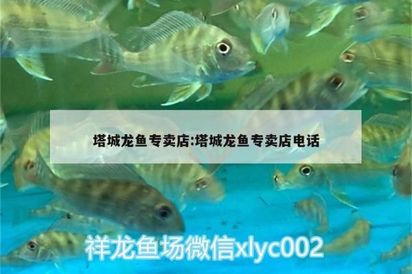 遼源龍魚專賣店：遼源龍魚專賣店怎么樣 全國觀賞魚市場 第4張