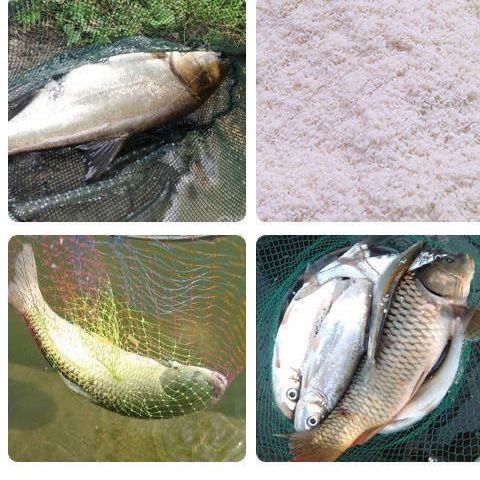 如何科學(xué)調(diào)整龍鳳鯉魚飼料：不同季節(jié)龍鳳鯉魚飼料調(diào)整方法 龍魚百科 第5張