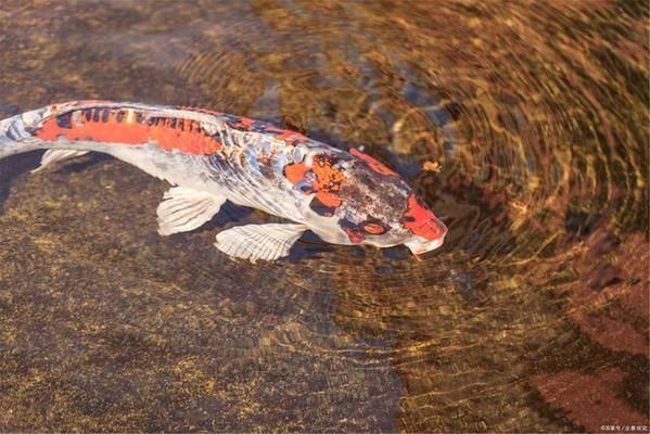 紅龍魚喂了三年大麥蟲：喂大麥蟲對紅龍魚的影響 水族問答 第2張