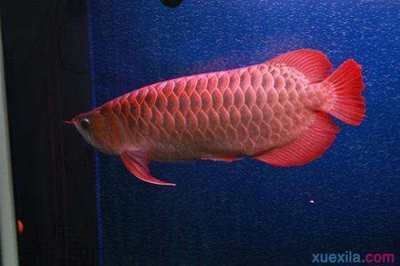 紅龍魚(yú)喂小金魚(yú)好嗎：關(guān)于紅龍魚(yú)喂小金魚(yú)的詳細(xì)分析 紅龍魚(yú)百科 第5張