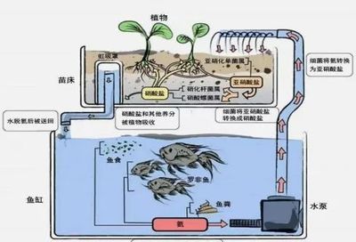 魚缸的水泵不工作原理：魚缸水泵不工作的原因及其解決方案 魚缸百科 第4張