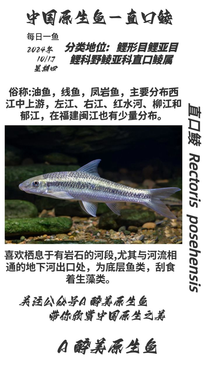 直口鯪：直口鯪是一種什么魚