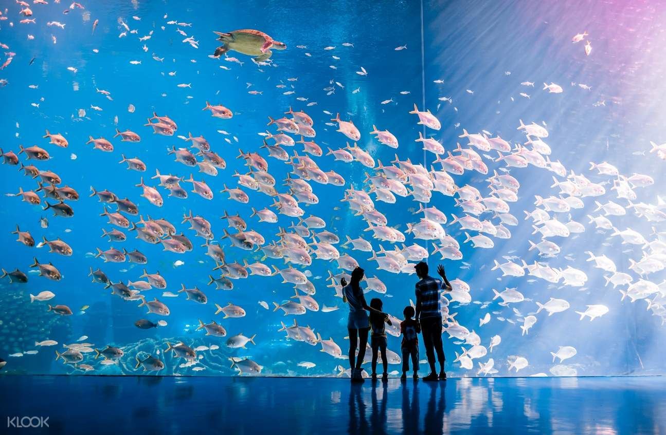 西雙版納傣族自治州水族館：云南西雙版納傣族自治州西雙版納傣族自治州哪里有水族館 全國(guó)觀賞魚(yú)市場(chǎng) 第2張