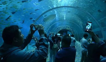 西雙版納傣族自治州水族館：云南西雙版納傣族自治州西雙版納傣族自治州哪里有水族館 全國(guó)觀賞魚(yú)市場(chǎng) 第1張