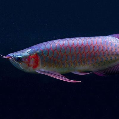 西雙版納傣族自治州水族館：云南西雙版納傣族自治州西雙版納傣族自治州哪里有水族館 全國(guó)觀賞魚(yú)市場(chǎng) 第4張