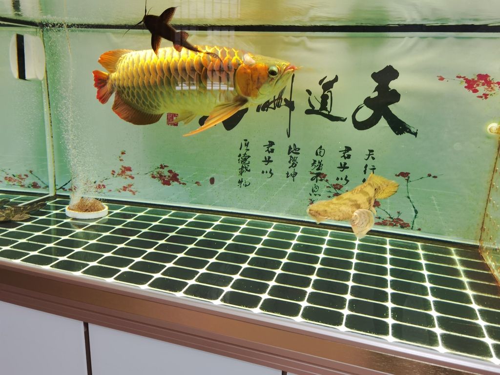 ：智能手機(jī)產(chǎn)品摘要 觀賞魚論壇