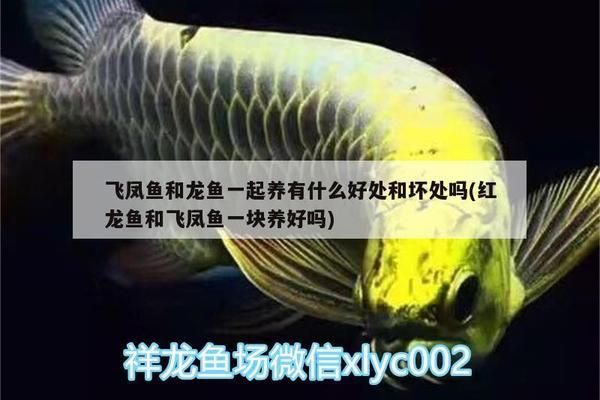 景德鎮(zhèn)龍魚(yú)專(zhuān)賣(mài)店：哪里買(mǎi)魚(yú)缸比較便宜 全國(guó)觀賞魚(yú)市場(chǎng) 第5張