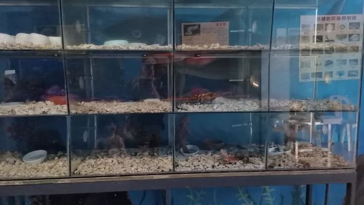 中山水族館 全國觀賞魚市場 第4張