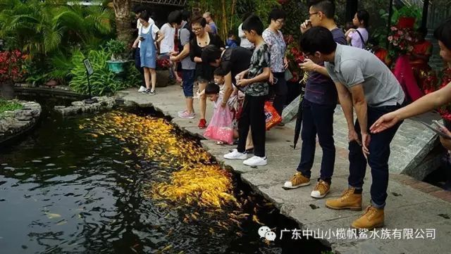 中山水族館 全國觀賞魚市場 第2張