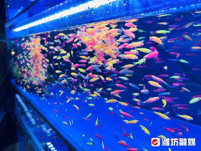 濰坊水族館：山東省濰坊市濰城區(qū)西關(guān)愛博水族館