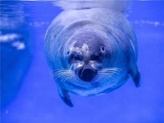 濰坊水族館：山東省濰坊市濰城區(qū)西關(guān)愛博水族館 全國(guó)觀賞魚市場(chǎng) 第8張