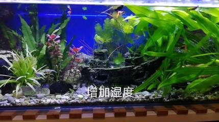 魚(yú)缸過(guò)濾器怎么使用視頻：如何正確使用魚(yú)缸過(guò)濾器 魚(yú)缸百科 第2張