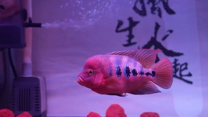 魚缸底砂化學(xué)穩(wěn)定性檢測：魚缸底砂化學(xué)穩(wěn)定性檢測方法，魚缸底砂自我檢測方法 魚缸百科 第3張