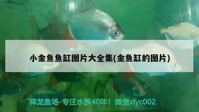 三明水族批發(fā)市場(chǎng)：三明市水族批發(fā)市場(chǎng)