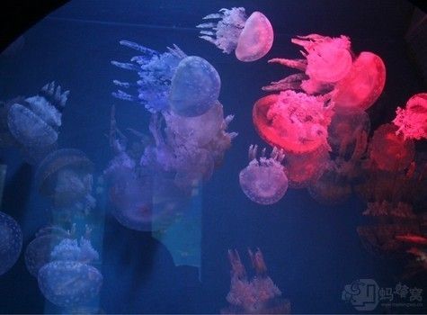 藍(lán)天水族館：廣州庫(kù)爾勒海藍(lán)天水族館),云浮花鳥(niǎo)魚(yú)蟲(chóng)市場(chǎng) 全國(guó)觀賞魚(yú)市場(chǎng) 第1張