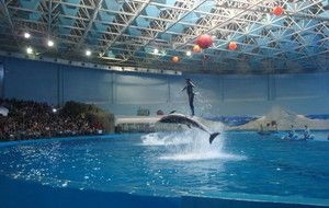 藍(lán)天水族館：廣州庫(kù)爾勒海藍(lán)天水族館),云浮花鳥(niǎo)魚(yú)蟲(chóng)市場(chǎng) 全國(guó)觀賞魚(yú)市場(chǎng) 第6張