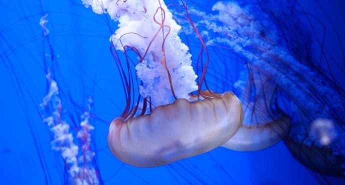 藍(lán)天水族館：廣州庫(kù)爾勒海藍(lán)天水族館),云浮花鳥(niǎo)魚(yú)蟲(chóng)市場(chǎng) 全國(guó)觀賞魚(yú)市場(chǎng) 第7張