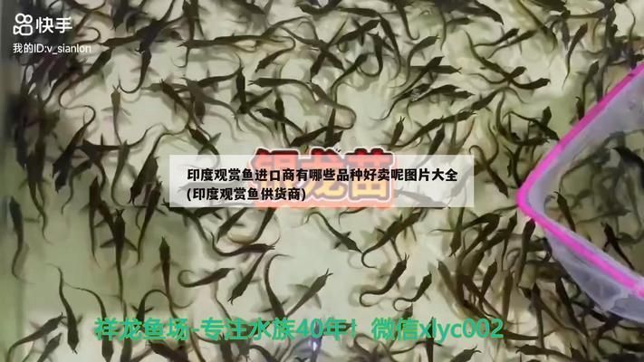 宣城魚缸批發(fā)市場 全國觀賞魚市場 第6張