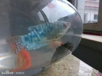 夢魚缸的魚死了：夢見魚缸的魚死了 魚缸百科 第3張