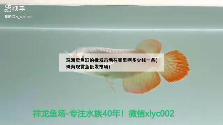 珠海魚缸批發(fā)市場：珠海賣魚缸的批發(fā)市場在哪里 全國觀賞魚市場 第4張