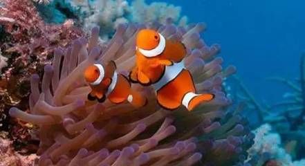 汕頭水族館：汕頭華盛水族館 全國觀賞魚市場 第1張