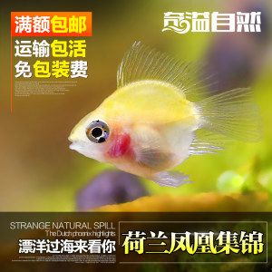 紅龍魚(yú)喂食量是多少：關(guān)于紅龍魚(yú)喂食量的問(wèn)題 水族問(wèn)答 第1張