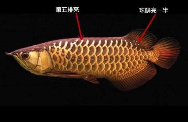 龍魚(yú)和金龍魚(yú)的區(qū)別：龍魚(yú)和金龍魚(yú)之間存在著一些區(qū)別，龍魚(yú)與金龍魚(yú)混養(yǎng)注意事項(xiàng) 金龍魚(yú)百科 第1張