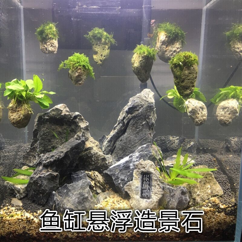 藤印象魚缸 魚缸百科 第5張