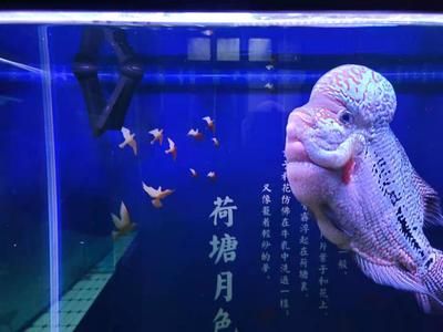 金龍魚換水溫差控制：關(guān)于金龍魚換水溫差控制的方法 金龍魚百科 第4張