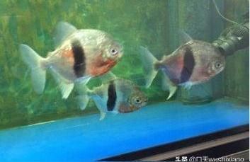 細線銀版魚最佳飼養(yǎng)水溫：如何監(jiān)測魚缸水溫變化，銀版魚適宜的水質(zhì)參數(shù)，冬季銀版魚保溫方法 龍魚百科 第2張