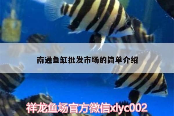 南通魚缸批發(fā)市場 全國觀賞魚市場 第3張