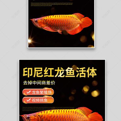 超大紅龍魚(yú)90公分多大：90公分的紅龍魚(yú)是一個(gè)成年個(gè)體，其壽命有望超過(guò)40年 龍魚(yú)百科 第2張