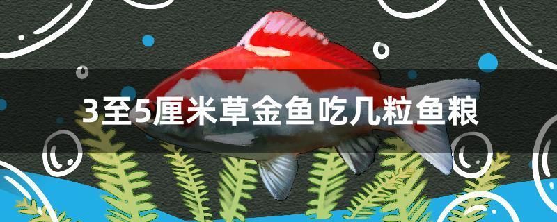 渭南觀賞魚批發(fā)市場：咸陽觀賞魚市場 全國觀賞魚市場 第9張