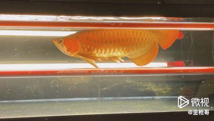 蘇州龍魚專賣店：蘇州路邊龍魚專賣店