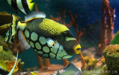 昭通水族館：昭通哪里有賣魚缸的店鋪呢 全國觀賞魚市場 第2張