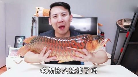 家里養(yǎng)的紅龍魚突然死了代表什么：家中紅龍魚突然死亡可能預(yù)示著多種不祥預(yù)兆 紅龍魚百科 第4張