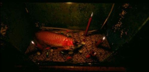 家里養(yǎng)的紅龍魚突然死了代表什么：家中紅龍魚突然死亡可能預(yù)示著多種不祥預(yù)兆 紅龍魚百科 第3張