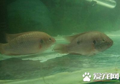 紅龍魚溫度26度跳缸了會死嗎：當紅龍魚在26度水溫中跳缸，可能是其他潛在問題的征兆 水族問答 第1張