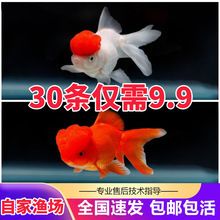 麗水水族批發(fā)市場(chǎng) 全國(guó)觀賞魚(yú)市場(chǎng) 第9張