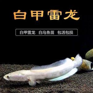 白金龍魚多少錢一只：白金龍魚價(jià)格最新動(dòng)態(tài)，如何辨別高品質(zhì)白金龍魚的價(jià)格 金龍魚百科 第3張