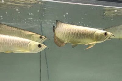 圖騰金龍魚適宜的飼料種類：圖騰金龍魚適宜的飼料種類包括動物性飼料和顆粒飼料 金龍魚百科 第4張